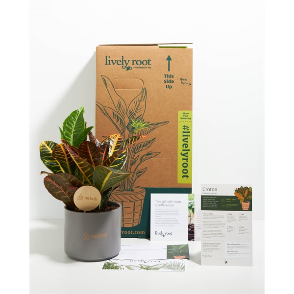Croton Petra Plant Kit